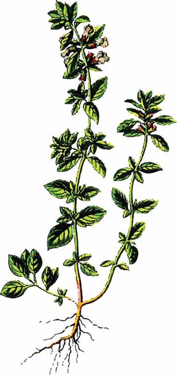 Thyme Drawing | Free download on ClipArtMag