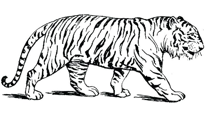 tiger body drawing