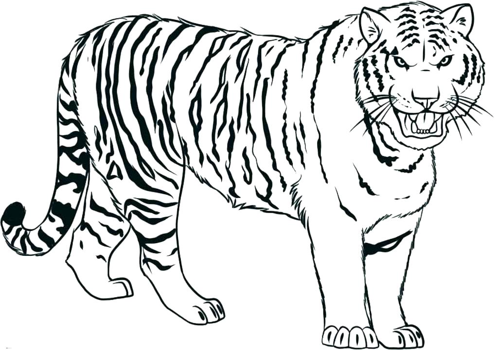 Tiger Line Drawing | Free download on ClipArtMag