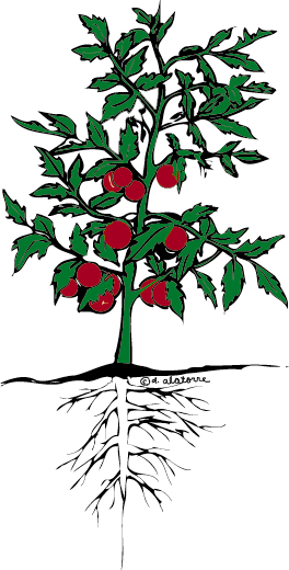 Tomato Plant Drawing | Free download on ClipArtMag