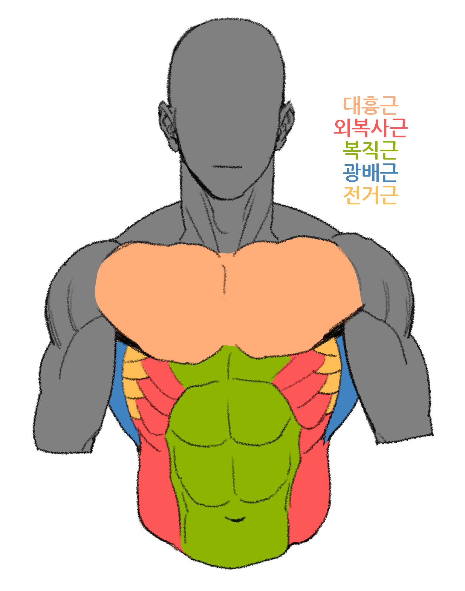 Torso Anatomy Drawing / Male Torso Front | Man anatomy, Anatomy
