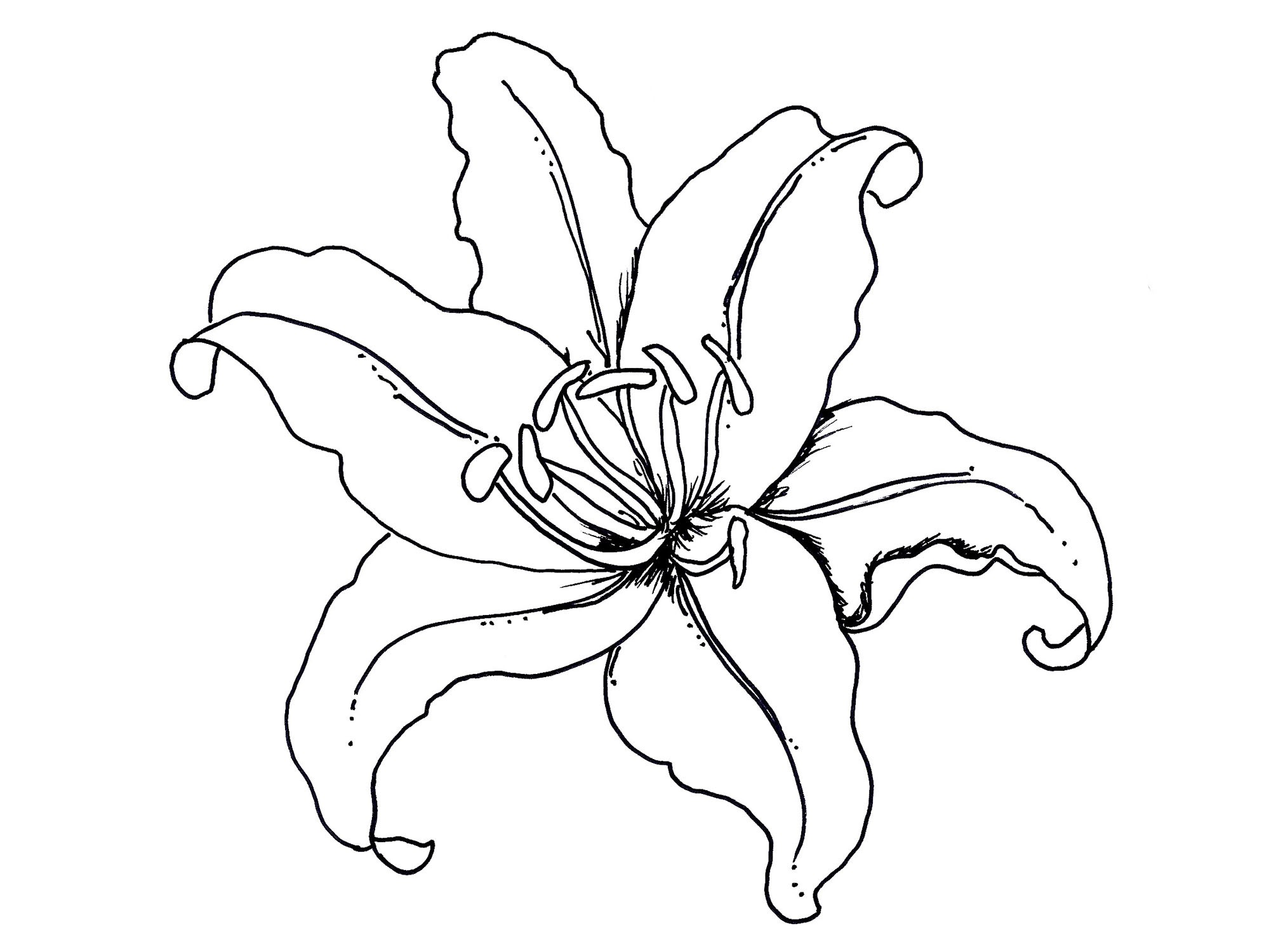 tropical-flower-drawing-free-download-on-clipartmag