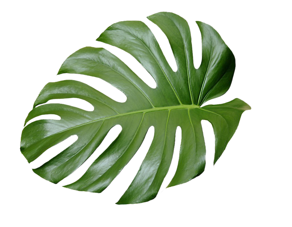 Tropical Leaves Drawing | Free download on ClipArtMag