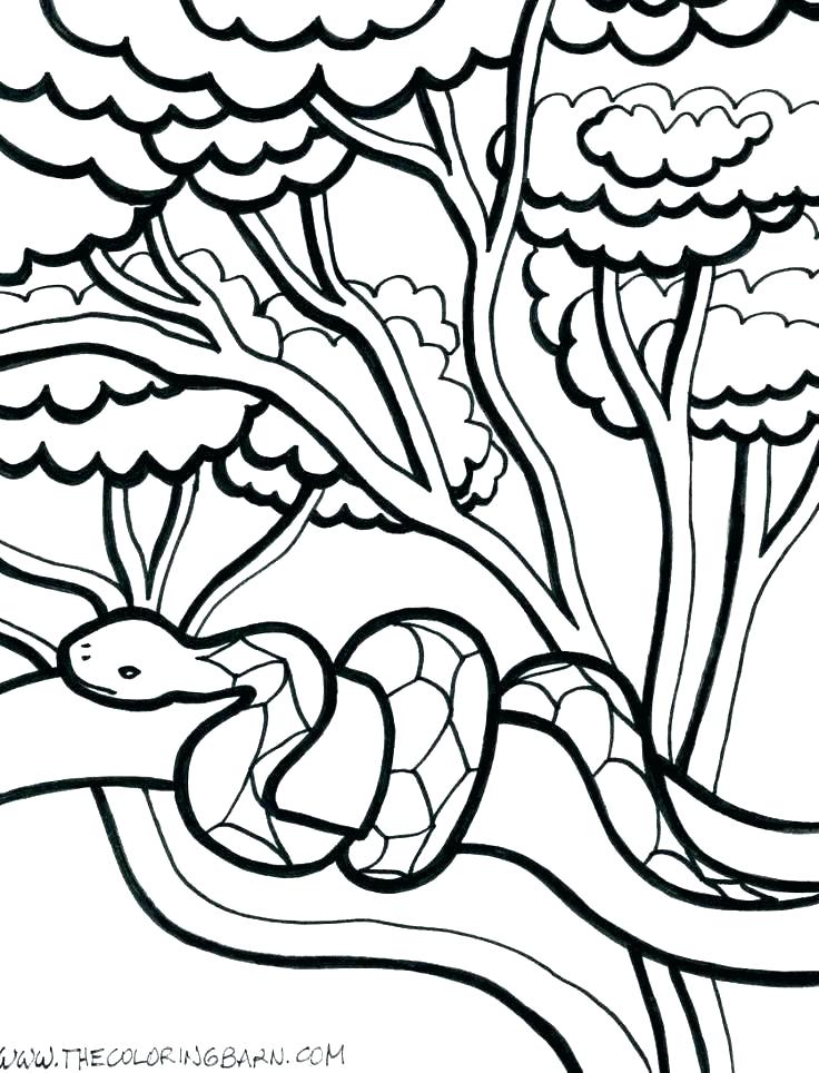 tropical-rainforest-drawing-free-download-on-clipartmag