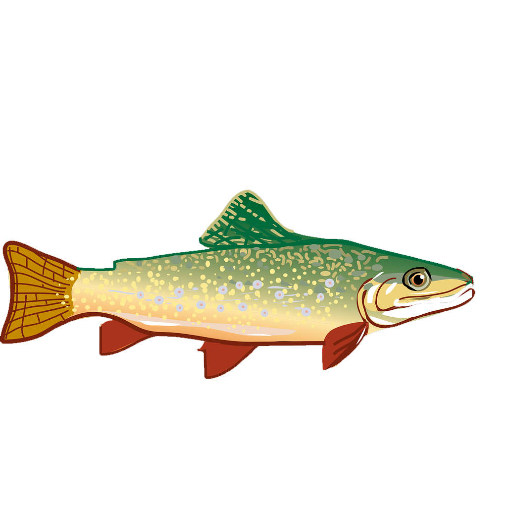 Rainbow trout drawing