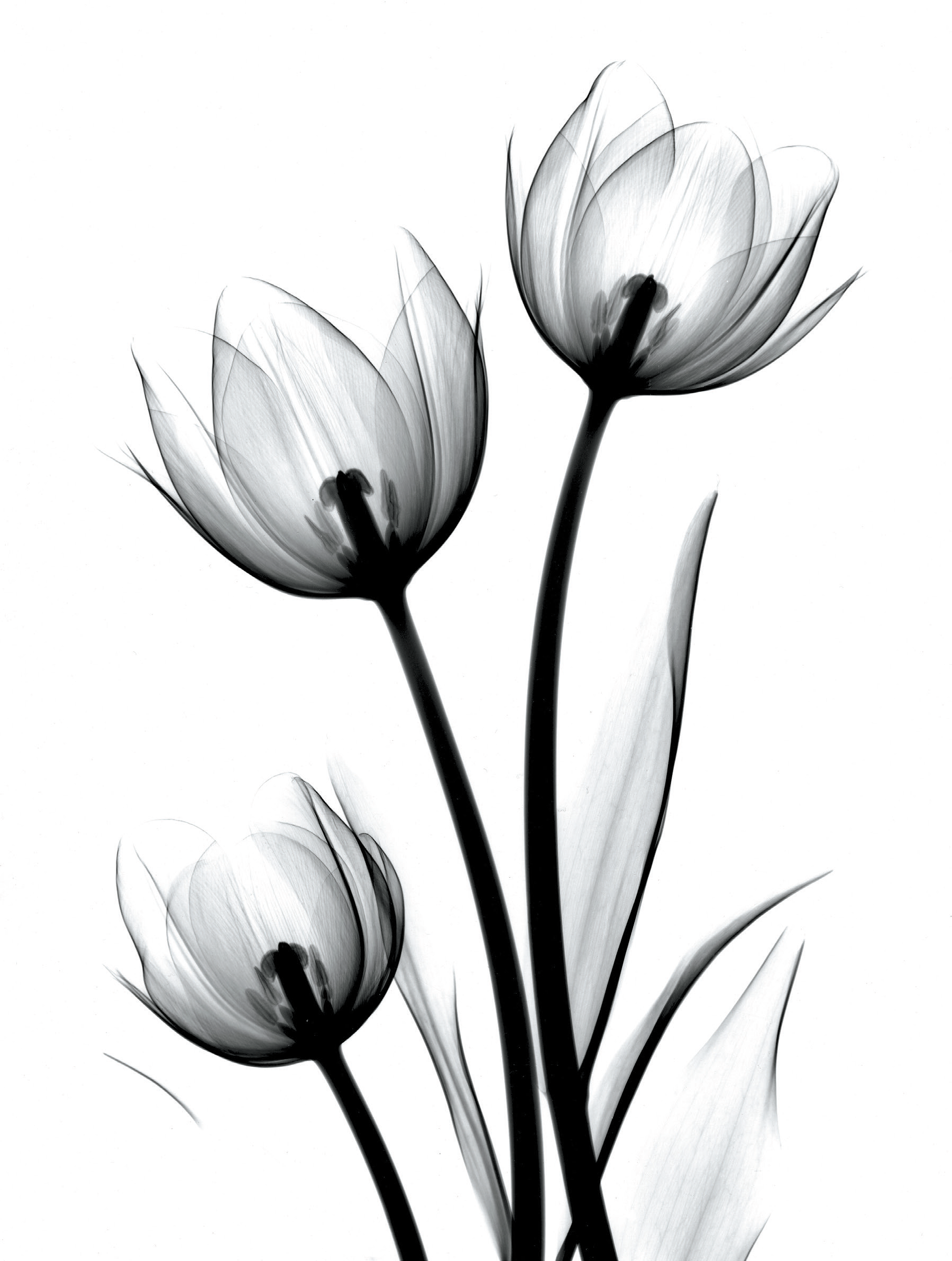 Tulip Drawing Free download on ClipArtMag