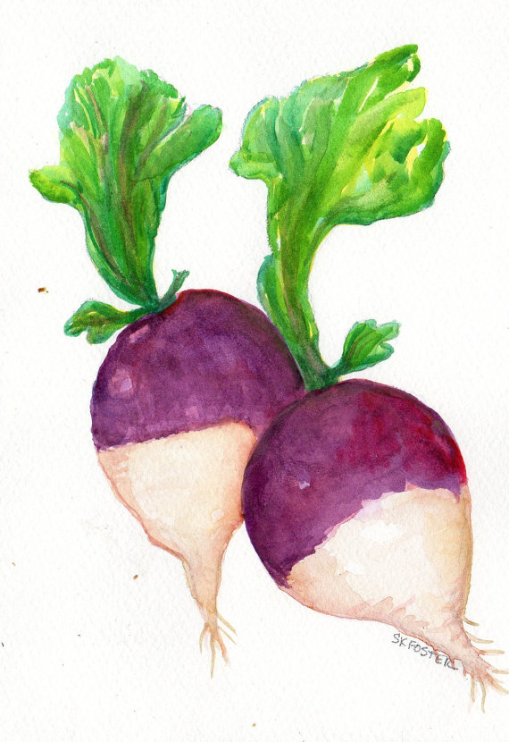 Turnip Drawing | Free download on ClipArtMag