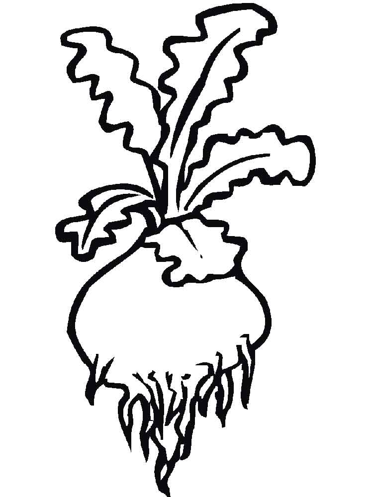 Turnip Drawing | Free download on ClipArtMag