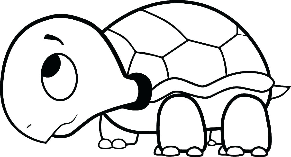 Turtle Shell Drawing | Free Download On Clipartmag