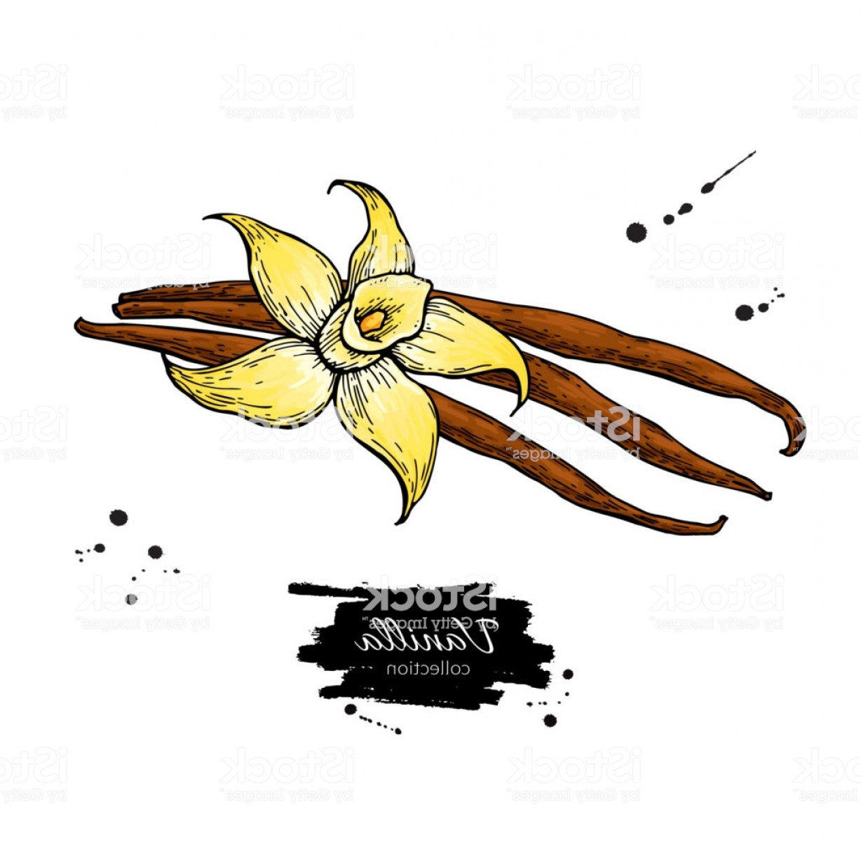 Vanilla Drawing Free download on ClipArtMag