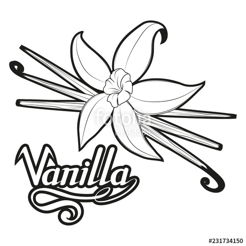 Vanilla Flower Drawing Free download on ClipArtMag