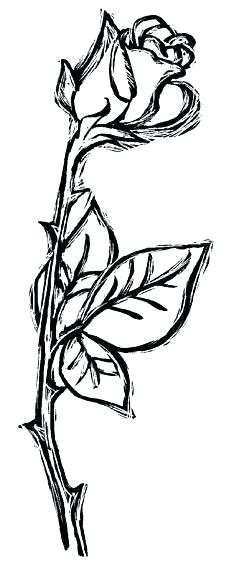 Vines Drawing | Free download on ClipArtMag