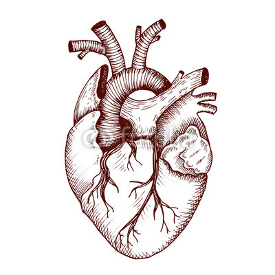 anatomical human heart drawing