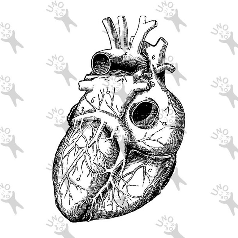 Vintage Anatomical Heart Drawing | Free download on ClipArtMag