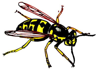 Wasp Drawing | Free download on ClipArtMag