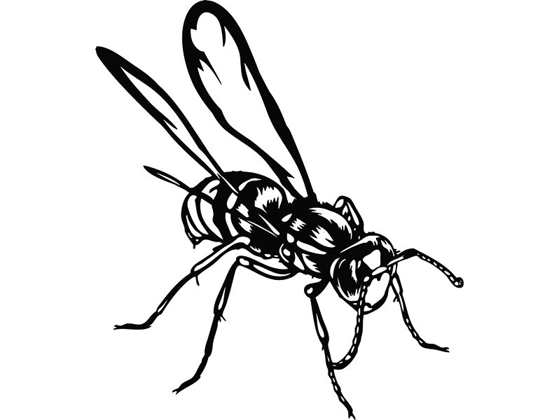 Wasp Drawing | Free download on ClipArtMag