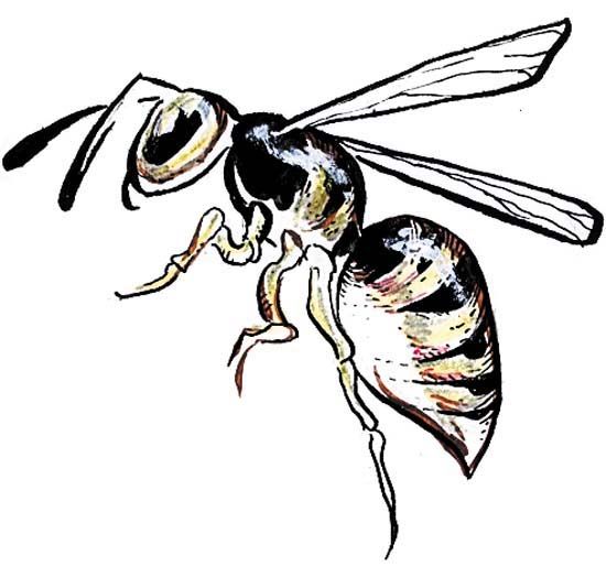 Wasp Drawing | Free download on ClipArtMag