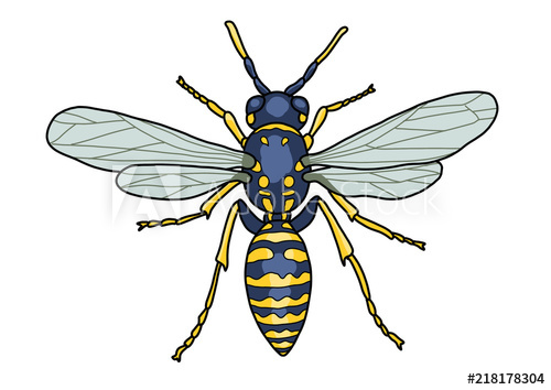 Wasp Drawing | Free download on ClipArtMag