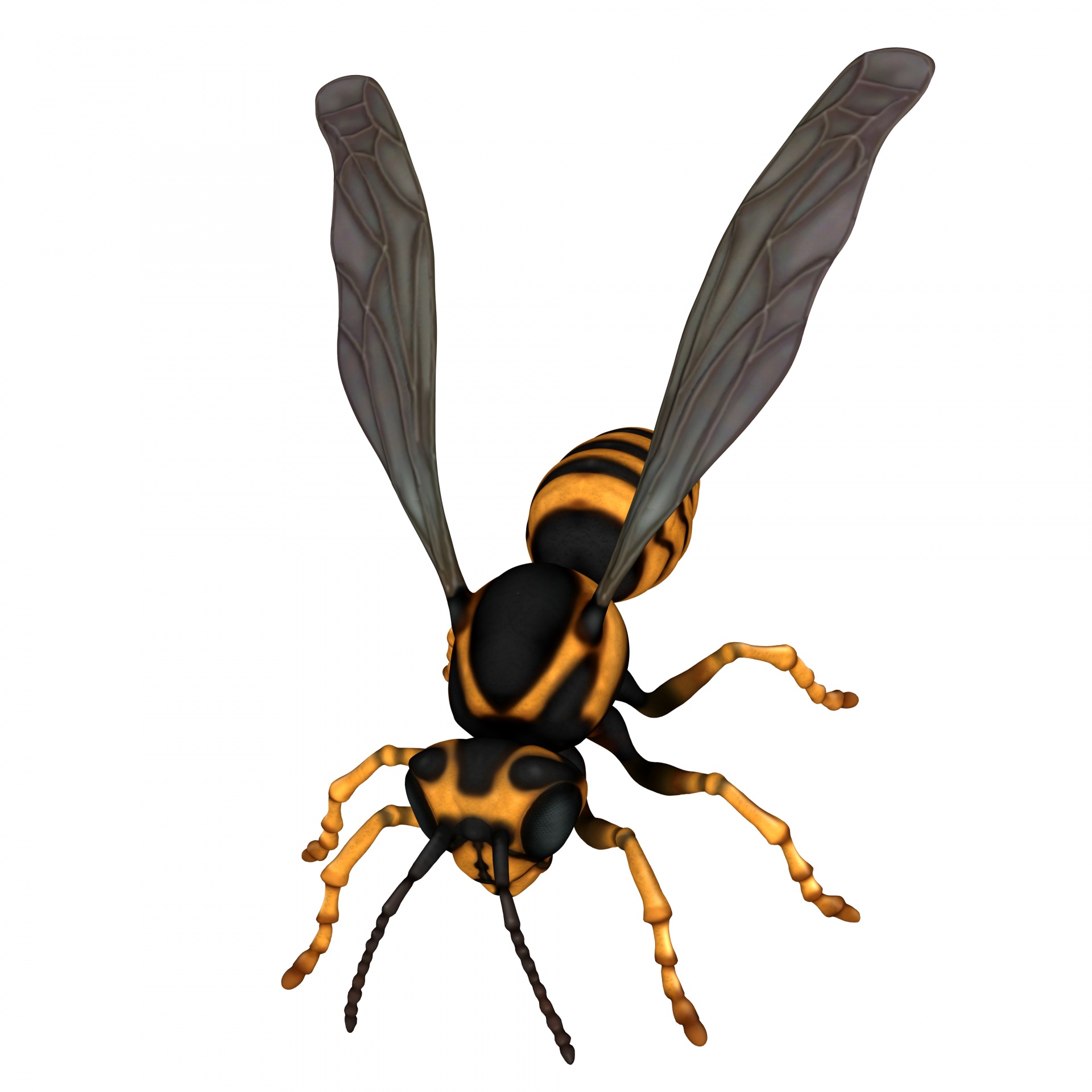 Wasp Drawing | Free download on ClipArtMag