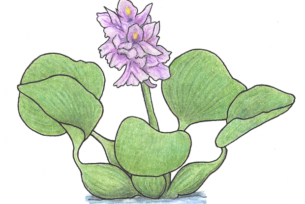 Water Hyacinth Drawing | Free download on ClipArtMag