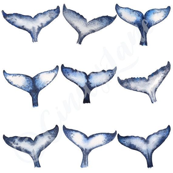 Whale Tail Drawing | Free download on ClipArtMag