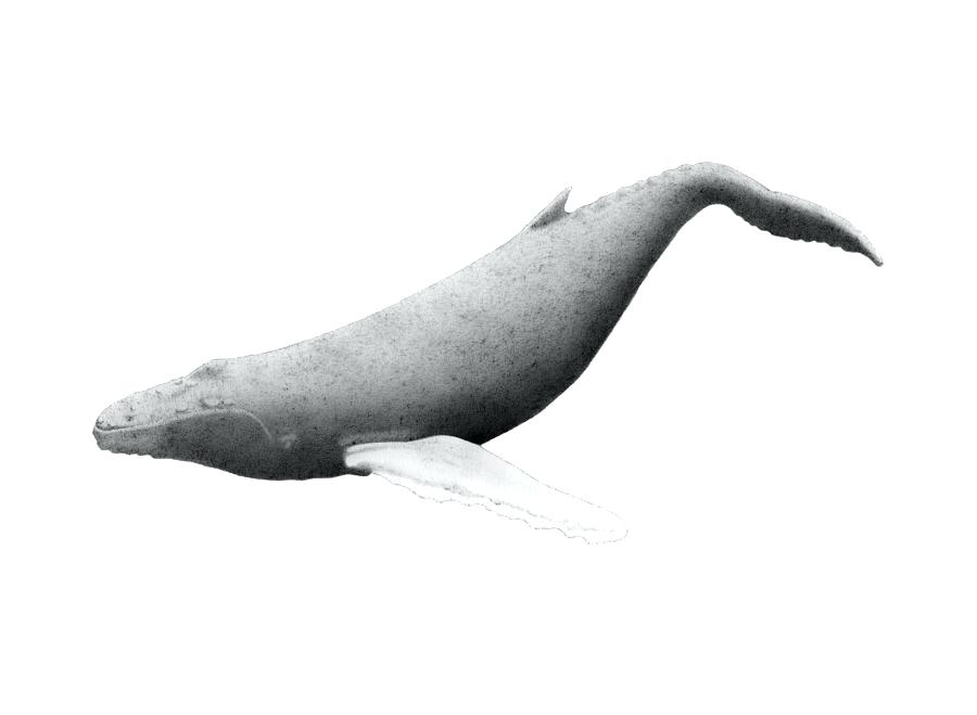 Whale Tail Drawing | Free download on ClipArtMag
