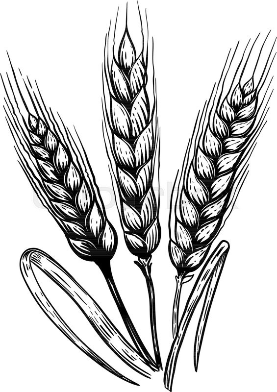 Wheat Plant Drawing Free download on ClipArtMag