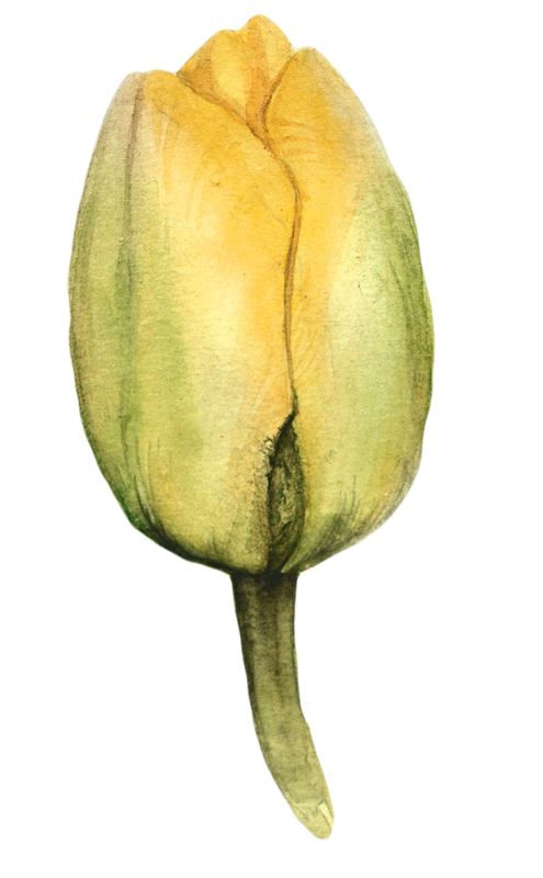 Yellow Tulip Drawing | Free download on ClipArtMag