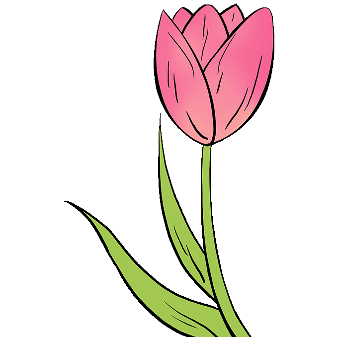 Yellow Tulip Drawing Free download on ClipArtMag