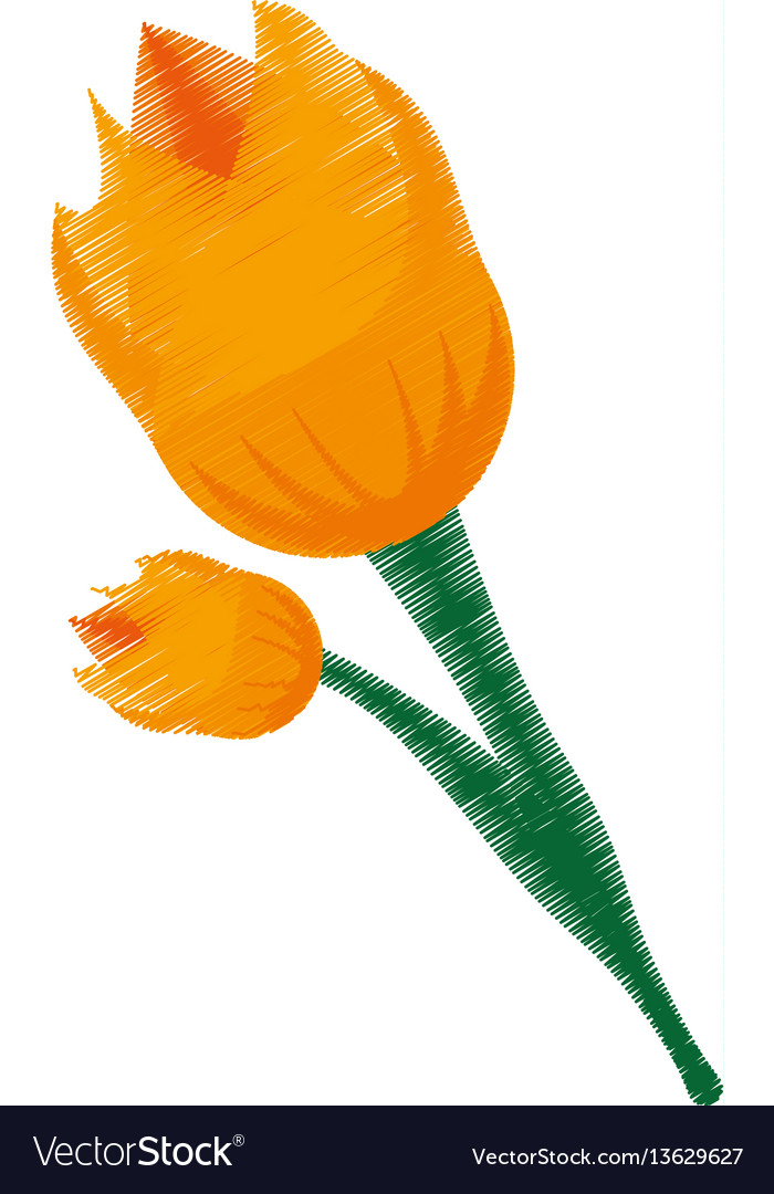 Yellow Tulip Drawing Free download on ClipArtMag
