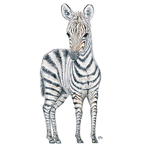 Zebra Drawing For Kid | Free download on ClipArtMag