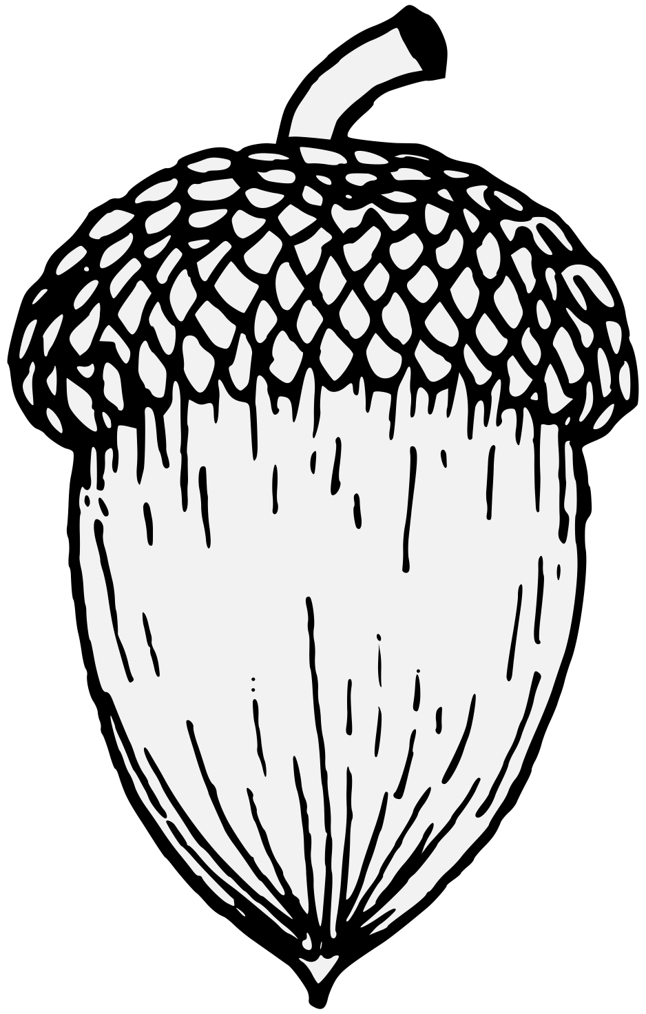 Acorn Drawing | Free Download On ClipArtMag