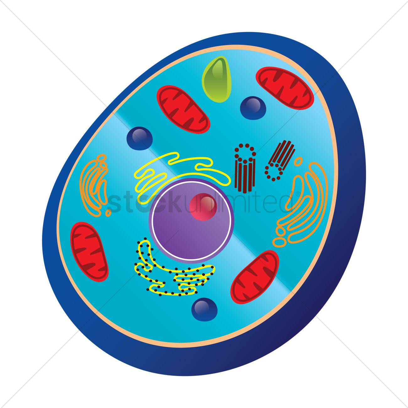 Animal Cell Clipart | Free download on ClipArtMag