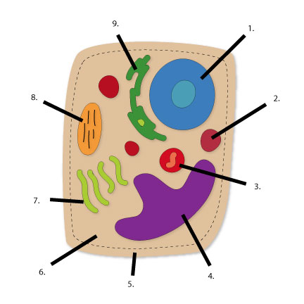 Animal Cell Clipart | Free download on ClipArtMag