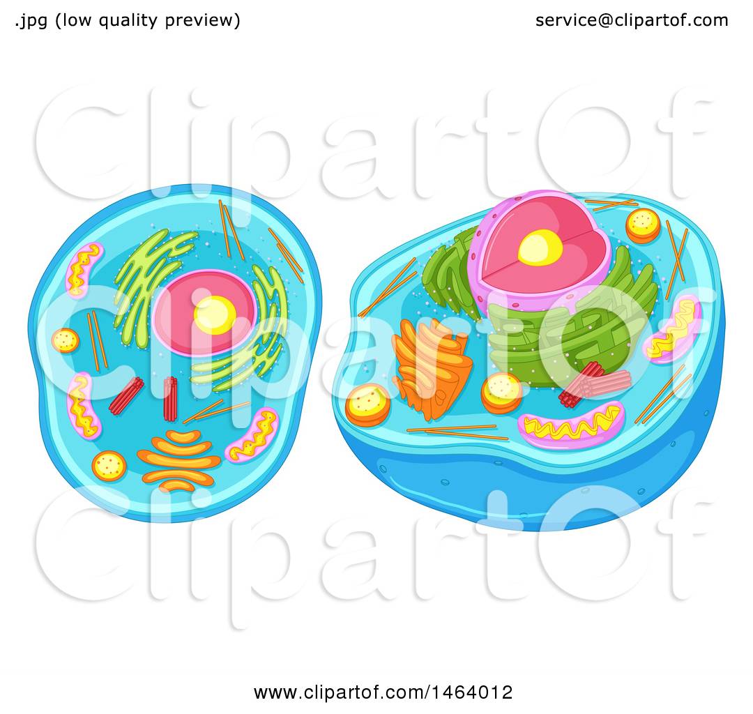 Animal Cell Cliparts Free download on ClipArtMag