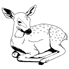 Animal Coloring Pages | Free download on ClipArtMag