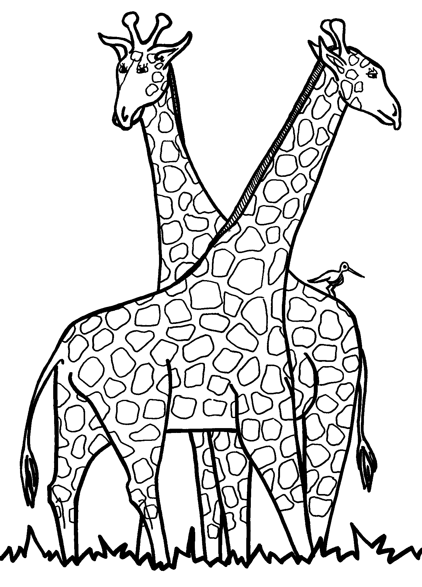 of giraffe Outline