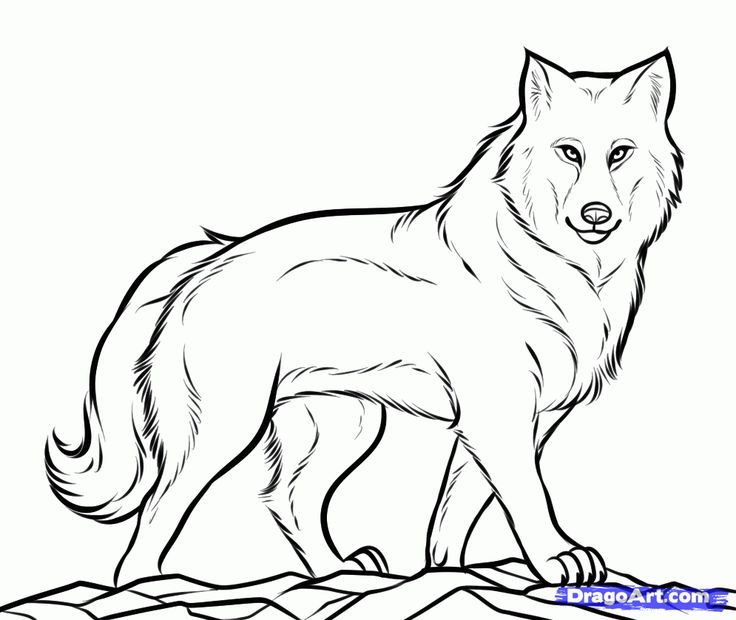 Baby Wolf Clipart | Free download on ClipArtMag