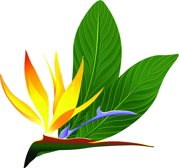 Bird Of Paradise Clipart | Free download on ClipArtMag