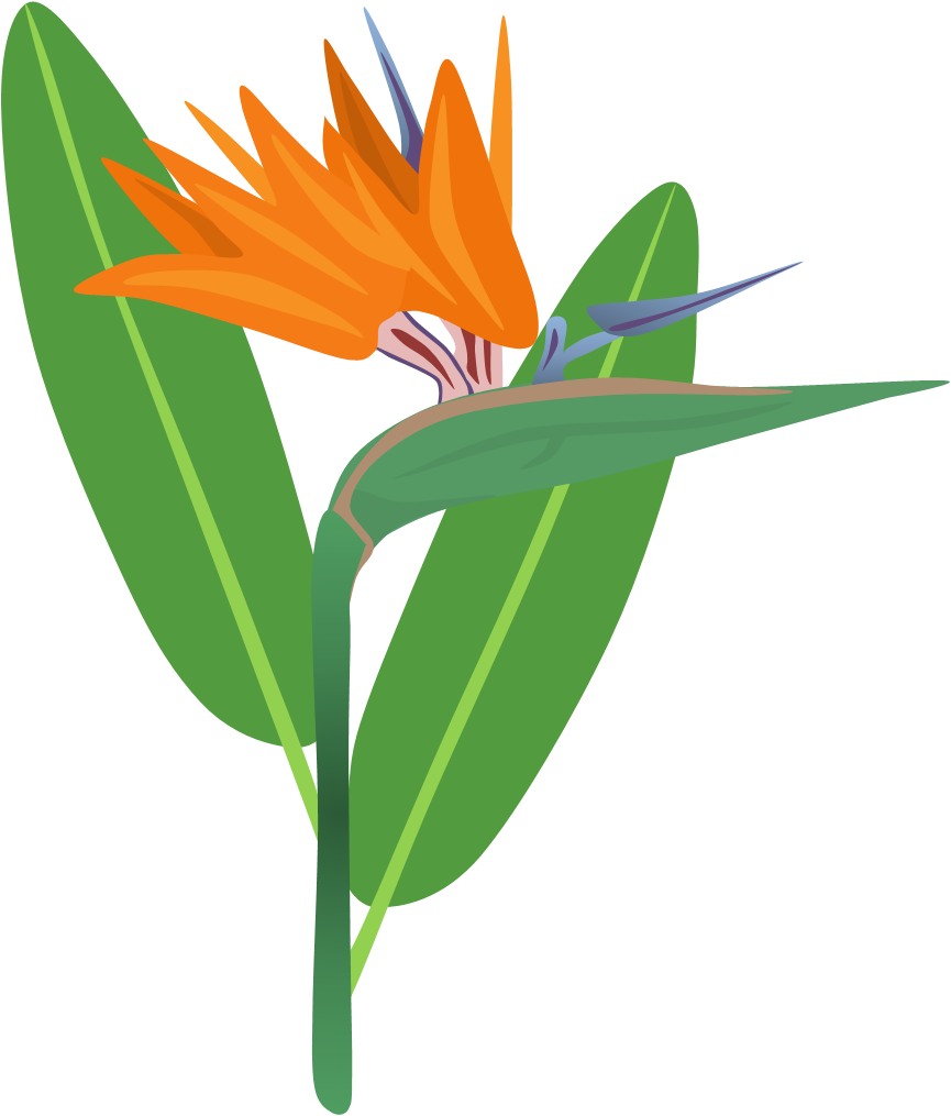 Bird Of Paradise Clipart | Free download on ClipArtMag