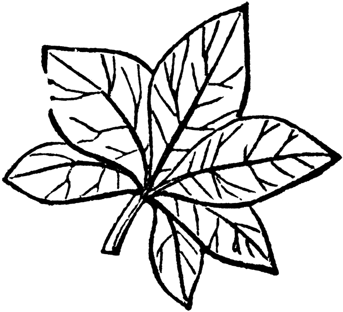 Black And White Leaves Clipart | Free download on ClipArtMag