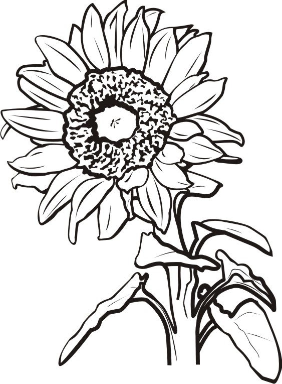 Black And White Sunflower Clipart Free download on
