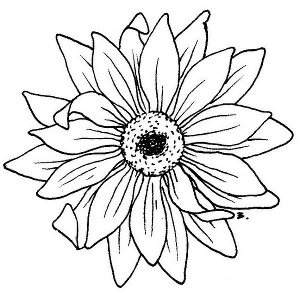 Black And White Sunflower Drawing Free download on