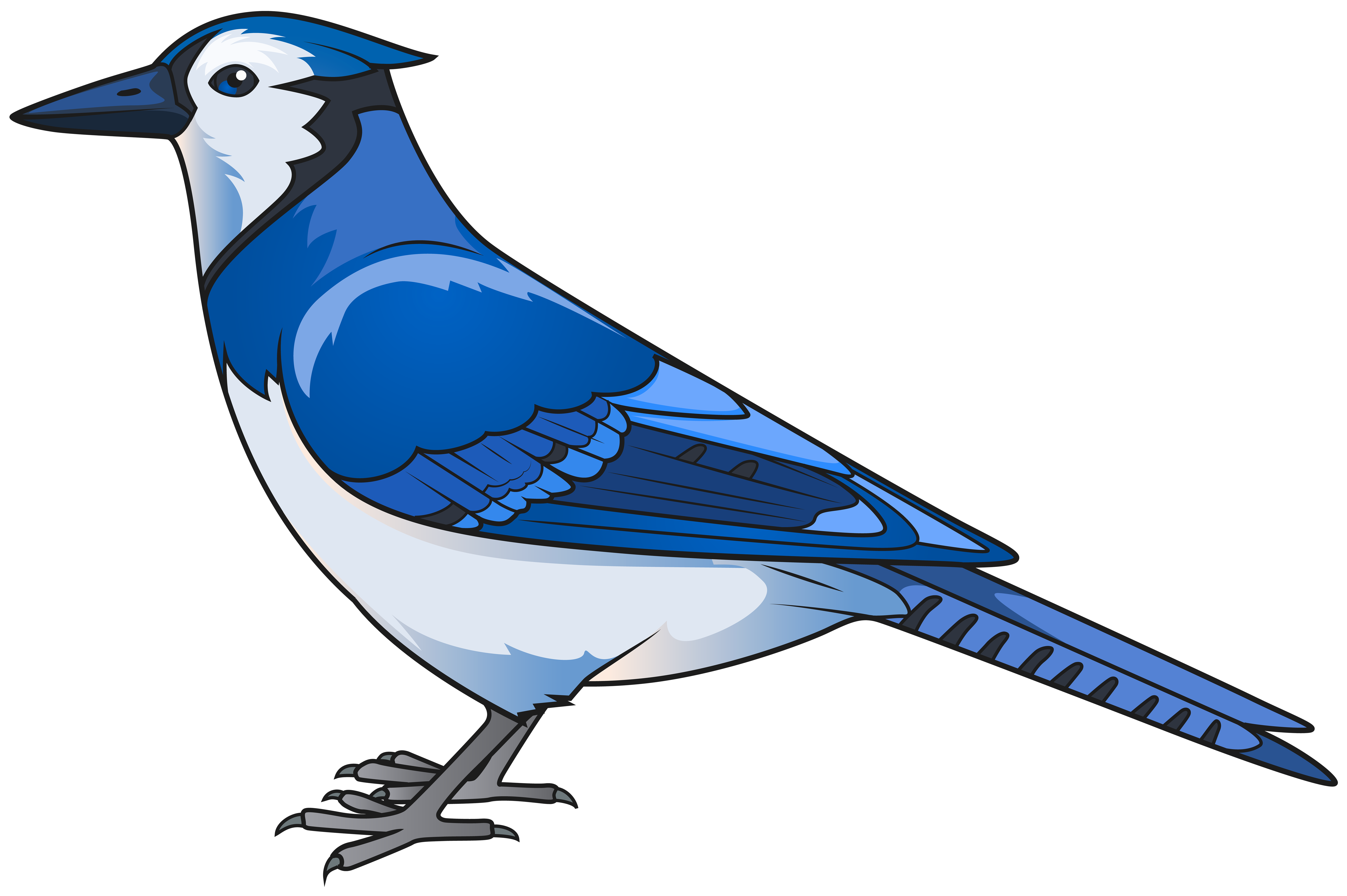 Blue Jay Clipart Free Download On Clipartmag