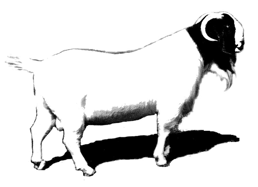 Boer Goat Silhouette | Free download on ClipArtMag