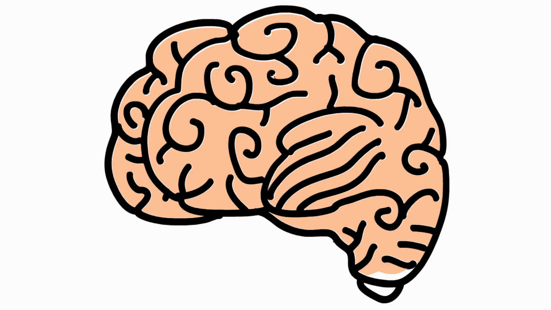 Brain Clipart Transparent | Free download on ClipArtMag
