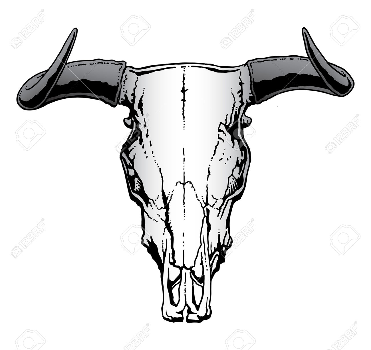 Steer Skull Clipart - vgteol