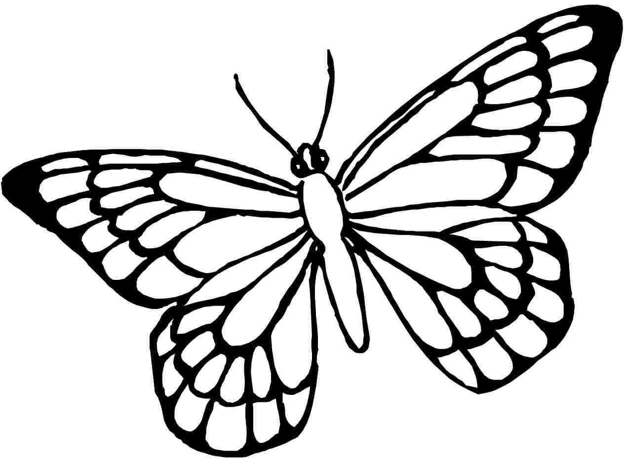 Butterfly Coloring Pages Background