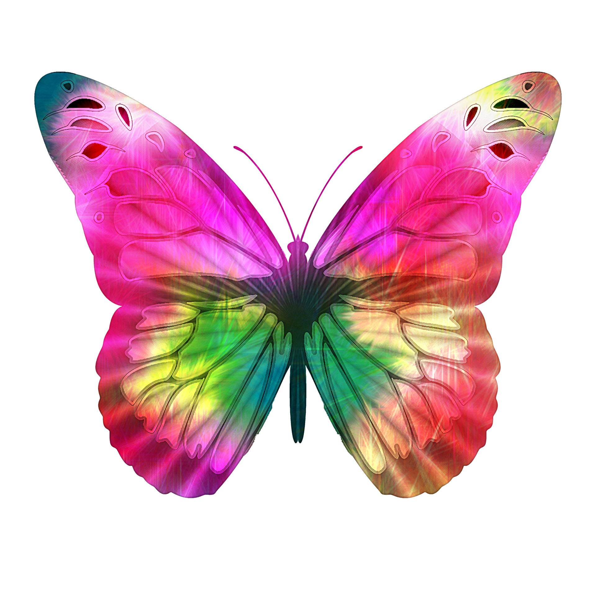 butterfly illustrations free download