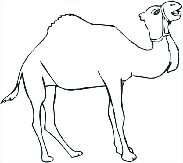 20-cute-camel-coloring-page-karlinhacolucci